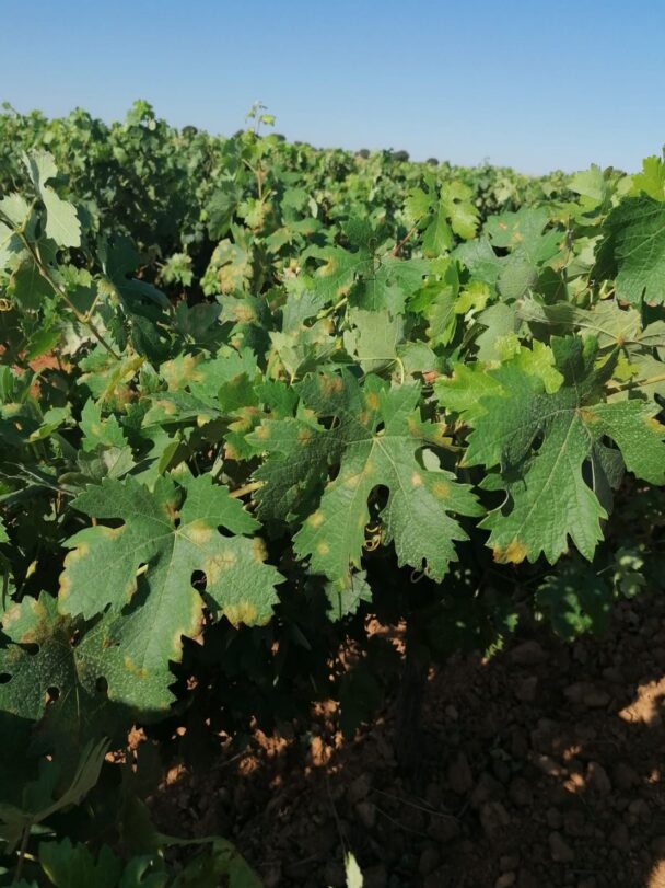 El mildiu alerta a muchos viticultores de la región