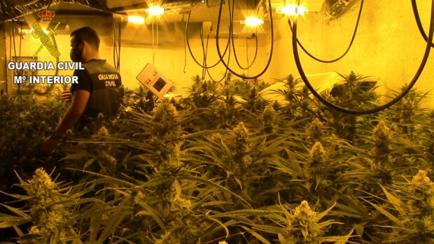 Desmantelada por la Guardia Civil una plantación de marihuana en Nombela con más plantas que número de habitantes