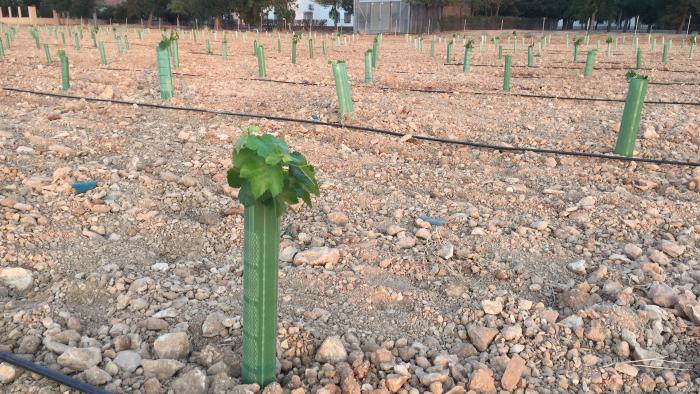 Castilla-La Mancha impulsa la investigación en el viñedo frente al cambio climático con una nueva parcela experimental en el IVICAM