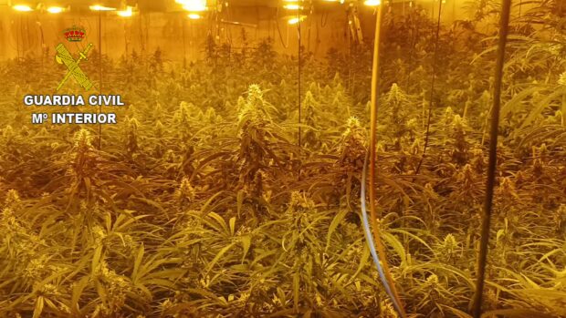 La Guardia Civil detiene a tres hombres y desmantela dos plantaciones de marihuana en La Mata