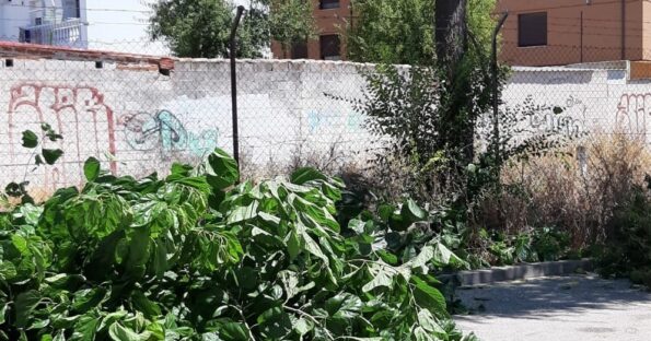 El Ayuntamiento de Tarancón plantará 20 árboles por cada uno que se tenga que cortar para cumplir la normativa en materia de accesibilidad