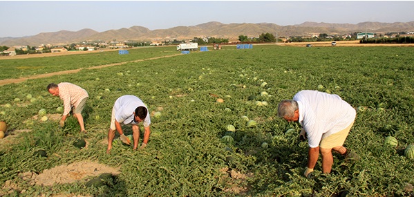 UPA señala las 13 precauciones para evitar los peligros del calor en el campo