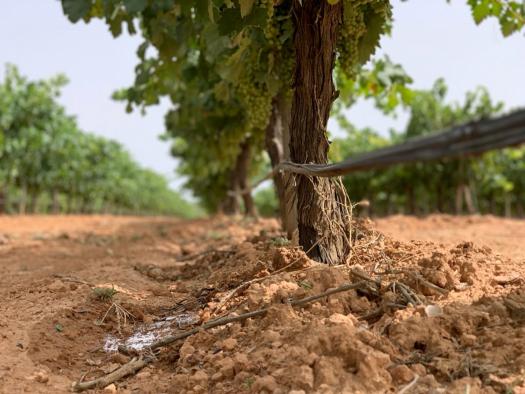 Castilla-La Mancha pone a disposición de los agricultores 3,9 millones de euros de ayudas para que mejoren energéticamente sus explotaciones