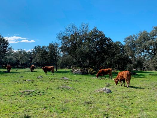 Castilla-La Mancha ha abonado este año 57 millones de euros a la agricultura ecológica, ayudando a quienes se esfuerzan por conservar el entorno