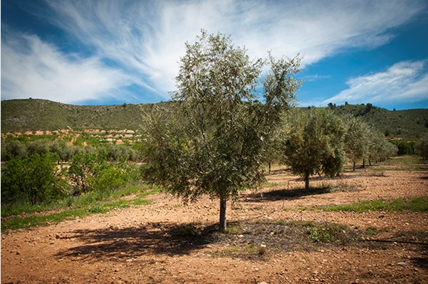 UPA sobre el nuevo decreto de calidad del aceite de oliva: “El campo necesita que este sea solo un primer paso”