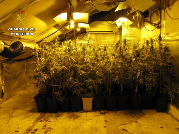 Detenidas cinco personas por un delito de cultivo de marihuana en Seseña