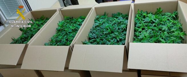 La Guardia Civil detiene a dos personas por portar 960 plantas de marihuana y darse a la fuga de un control policial