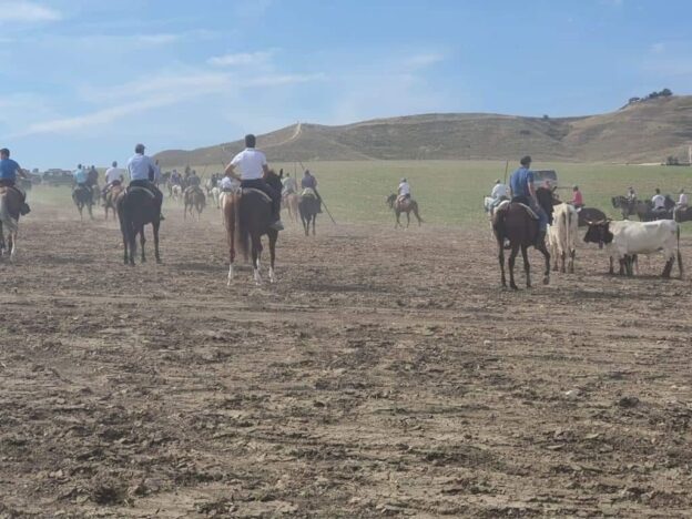 Animado “traslado de reses” por la zona de la Vega de Tarancón. Una iniciativa privada que ha tenido una excelente acogida por parte de los aficionados taurinos