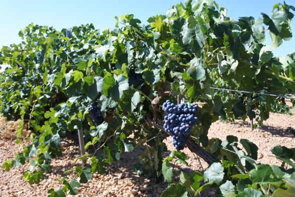 Castilla-La Mancha resuelve ayudas por casi 31 millones de euros para que los viticultores puedan mejorar la competitividad de sus viñedos