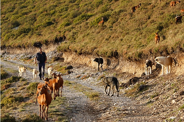 ASAJA, COAG y UPA acusan al Gobierno de condenar a la ganadería a su extinción al blindar al lobo