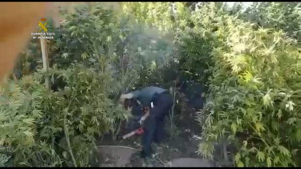 La Guardia Civil interviene cerca de una  tonelada de marihuana en Cuenca