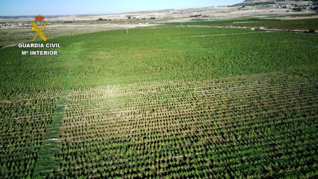 La Guardia Civil incauta un total de 200.000 plantas de marihuana en menos de un mes en la provincia de Toledo