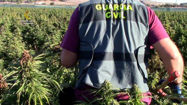 La Guardia Civil interviene en Huerta de Valdecarábanos, 135.000 plantas de marihuana, la mayor cantidad en un mismo cultivo en toda Europa