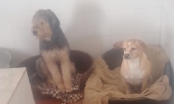Denuncia y preocupación por el estado del Hogar de Paz en el que se encuentran varios animales (perros)