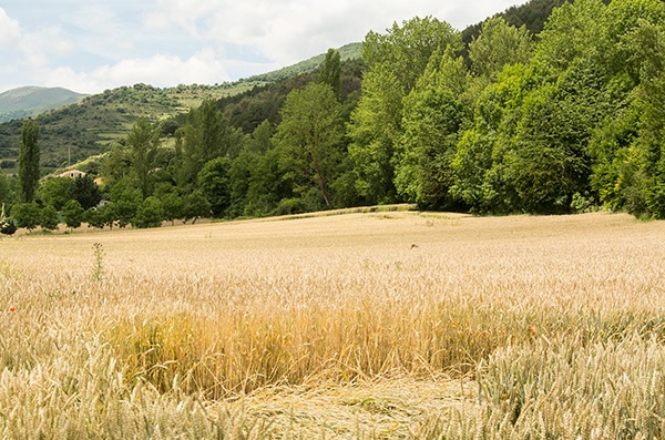 UPA: “No aceptaremos ningún paso atrás. Esta debe ser la PAC de la agricultura familiar”