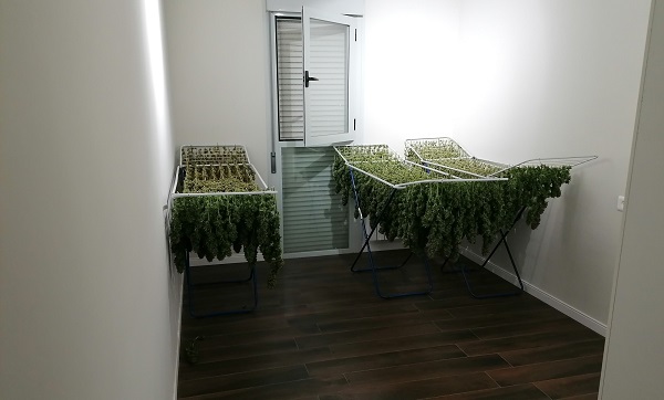 La Guardia Civil detiene a cuatro personas e incauta 31 kilos de marihuana en tres domicilios de Tomelloso