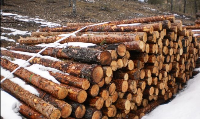 La Audiencia Provincial reabre la causa penal por las talas abusivas en la “Cañada del Mostajo” en el Parque Natural de la Serranía de Cuenca
