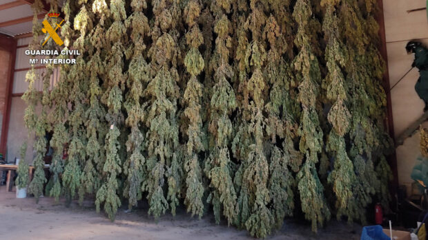 Desarticulada una organización dedicada al cultivo de cannabis  aprehendiendo 8.000 plantas en dos fincas