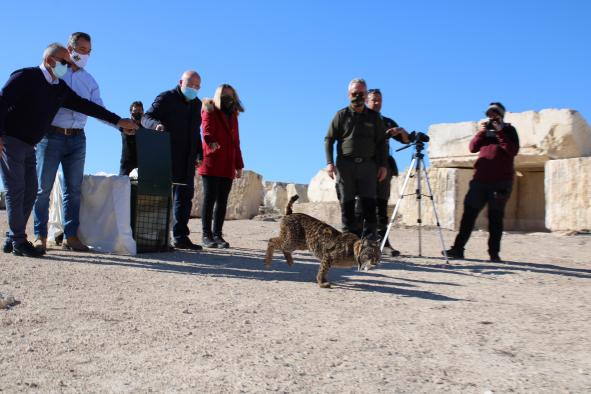 El Gobierno regional realiza una suelta experimental para intentar que se establezca en Albacete el primer núcleo incipiente de linces ibéricos