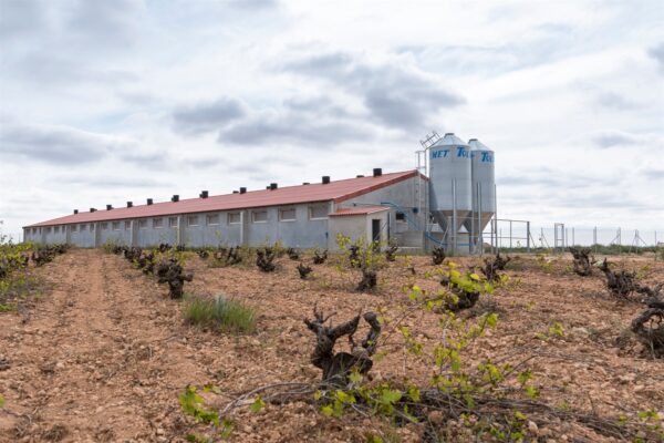 Rechazo contundente de ASAJA Cuenca a la moratoria anunciada por el gobierno de CLM a la instalación de granjas de porcino
