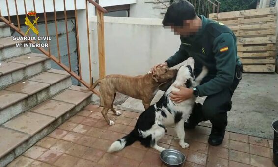 La Guardia Civil incauta cinco perros y descubre una plantación de cannabis en una vivienda de Villaluenga de la Sagra