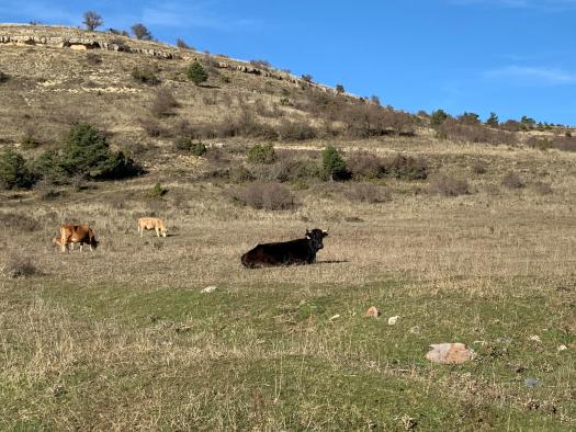 Castilla La Mancha pone a disposición de los ganaderos de extensivo una nueva convocatoria de ayudas para hacer compatible su actividad con la presencia del buitre y el lobo