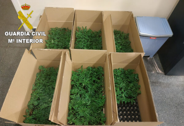 La Guardia Civil investiga a dos personas que viajaban con 572 plantas de marihuana