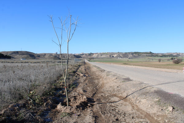 El Ayuntamiento de Tarancón planta alrededor de 300 árboles en el camino de la ermita y en el paraje Peña El Águila