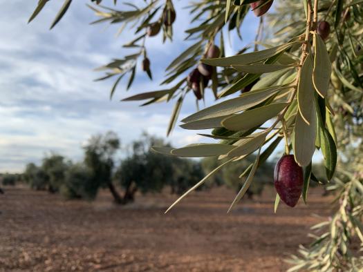 Castilla-La Mancha mejorará el Plan de Seguros Agrarios que aumentará su presupuesto en 2022 en un 25 por ciento respecto al año anterior
