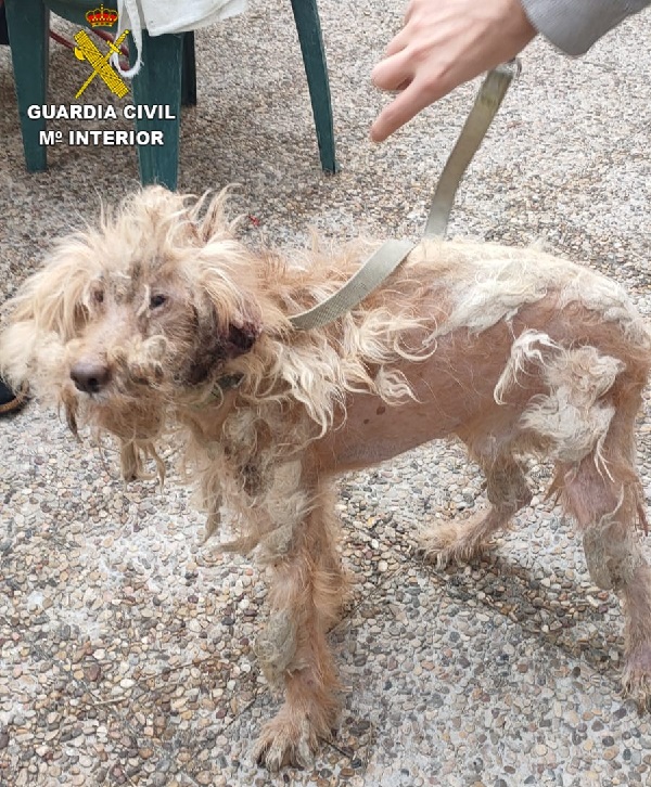 La Guardia Civil investiga a una persona por un delito de abandono animal en Villamiel de Toledo