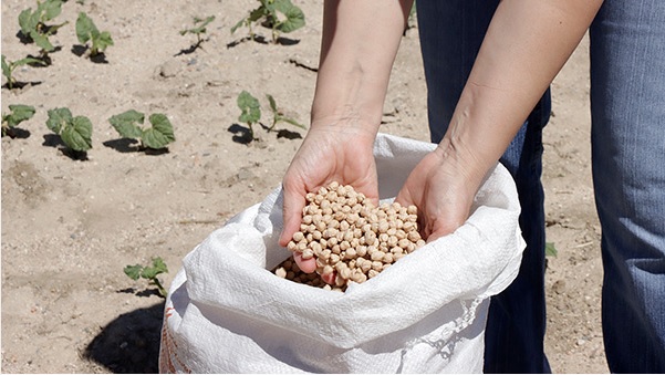 En España debemos producir más leguminosas y consumir más legumbres