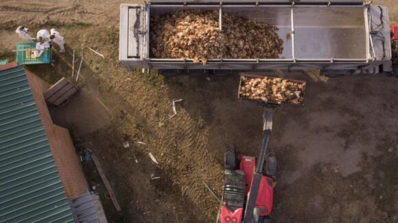 La plataforma vecinal contra la macrogranja de casi millón y medio de gallinas entre San Clemente y Villarrobledo pide paralizar su tramitación ante la expansión de la epidemia de gripe aviar en España