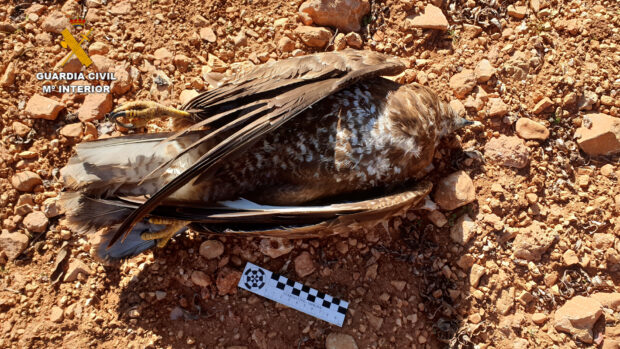La Guardia Civil de Ciudad Real investiga a una persona por causar la muerte con veneno a varios animales domésticos y un ejemplar de águila ratonera