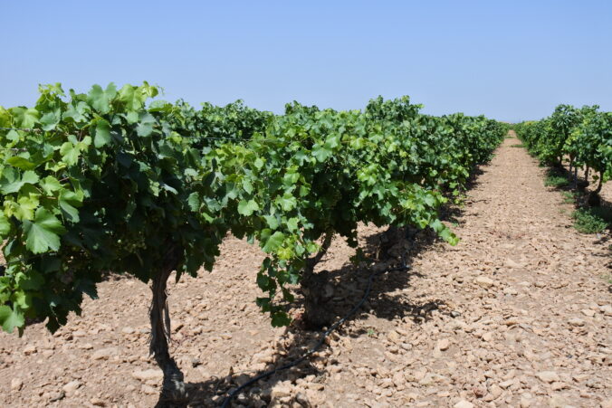 Upa y agricultura trabajan en el nuevo diseño de la medida de reestructuración de viñedo