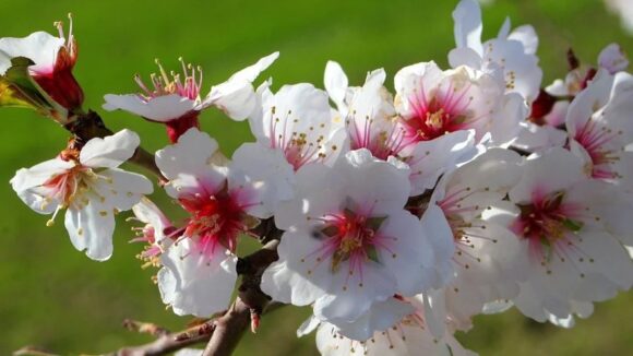 Hoy comienza la primavera 2022 en España de forma oficial