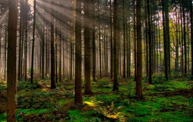 “Hay que impulsar el empleo y mejorar las condiciones de las personas trabajadoras que cuidan los bosques”
