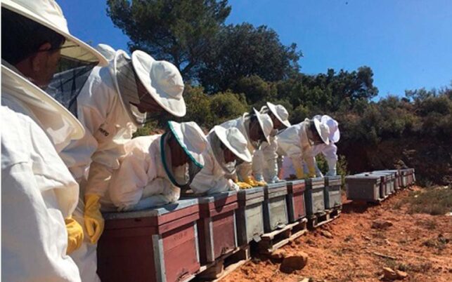 Colmenas Compartidas inicia un programa de apiturismo en Buenache de Alarcón (Cuenca)