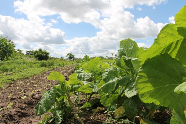 La digitalización de los sistemas de riego permite ahorrar a la agricultura hasta 4.000 m3 de agua por hectárea cada año
