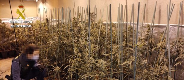 La Guardia Civil detiene a una persona e interviene 1811 plantas de marihuana en La Puebla de Montalbán