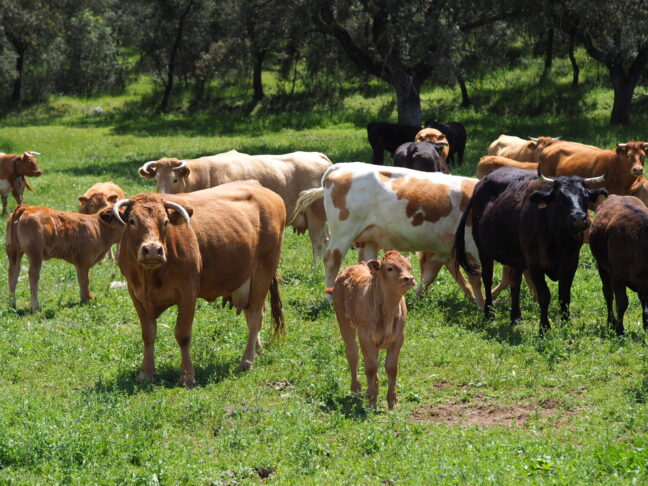 La Junta abona más de dos millones de euros en ayudas a más de 1.000 agricultores y ganaderos de la provincia de Cuenca de zonas de montaña