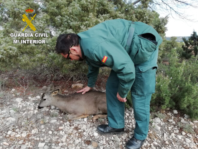 La Guardia Civil rescata un corzo que  había caído al canal del trasvase Tajo-Segura.
