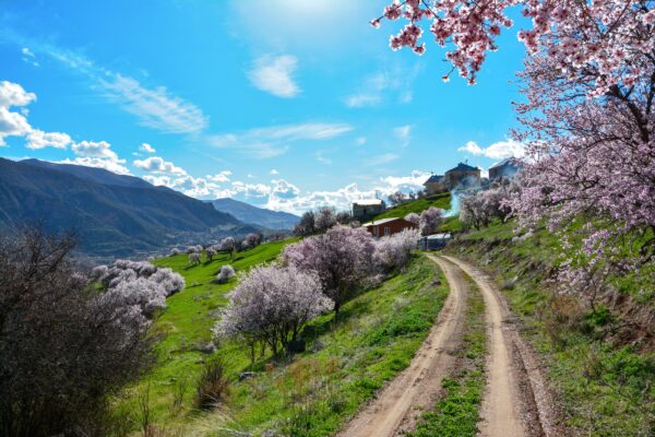 Nace el Banco de Tierras Apícolas: un punto de encuentro online entre propietarios de tierras, agricultores y apicultores