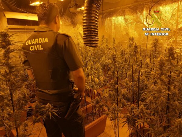 La Guardia Civil interviene casi 1.000 plantas de marihuana en dos operaciones en distintas localidades de la provincia