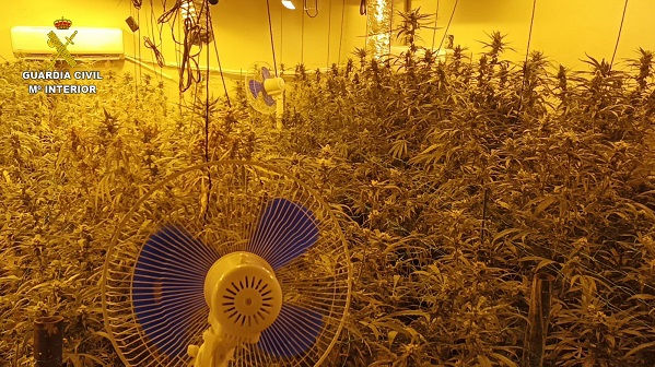 La Guardia Civil interviene más de 3.100 plantas de marihuana en tres viviendas de Torrijos y Val de Santo Domingo