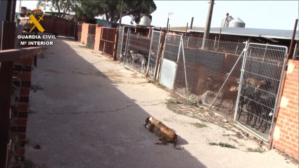 El SEPRONA clausura un matadero ilegal cuya carne se vendía sin control sanitario en establecimientos asiáticos
