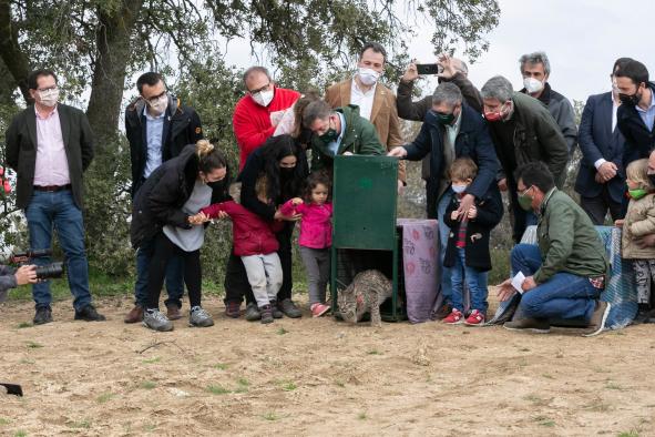 Castilla-La Mancha bate su récord de población de lince con 473 ejemplares gracias a que fue la Comunidad donde más cachorros nacieron en 2021, con 208