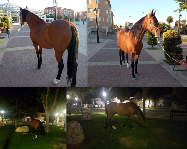 Un caballo ha estado merodeando durante toda la noche por las calles de Tarancón, la Policía Local ha logrado finalmente capturarlo y devolvérselo a su dueño
