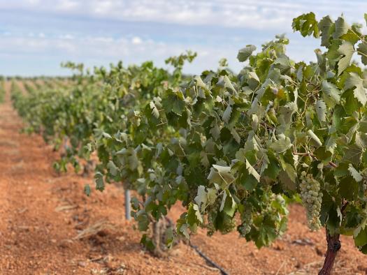 Castilla-La Mancha espera una campaña vitivinícola rentable para todos, especialmente para los viticultores