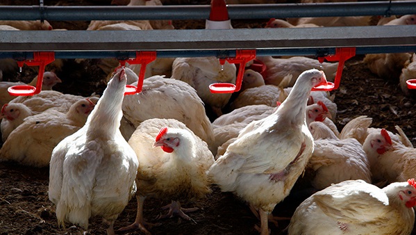 Los granjeros de pollo se unen en su grito de auxilio: “Estamos pagando la factura de la inflación”