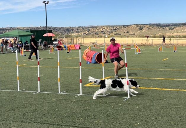 Los binomios del CD Agility Momo de Tarancón, se preparan para el Campeonato de España de Zaragoza que se disputara en Octubre